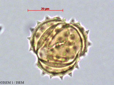 ISEM 1/Senecio_andicola_29077/Senecio_andicola_29077_0001(copy)_thumb.jpg